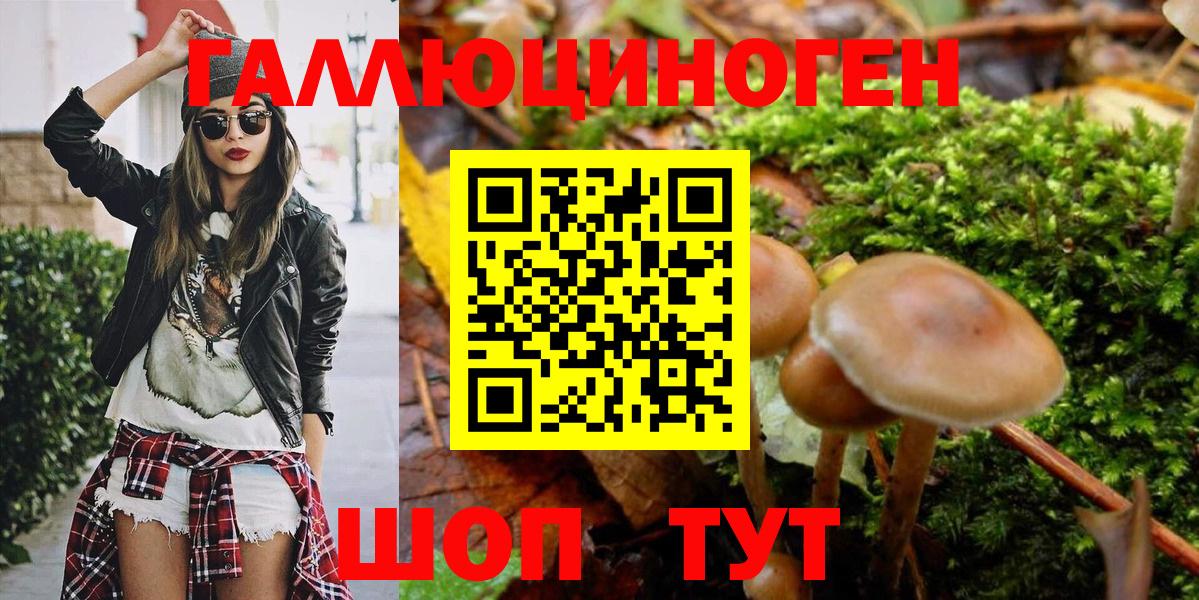Псилоцибиновые грибы Psilocybe  где купить наркоту  Алатырь  Вход с VPN 